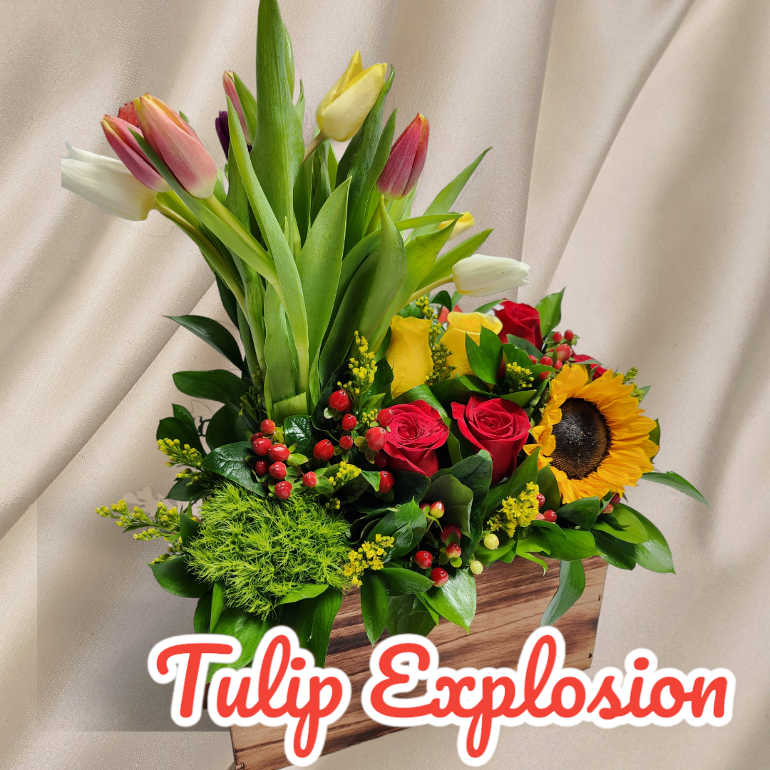 Tulip Explosion