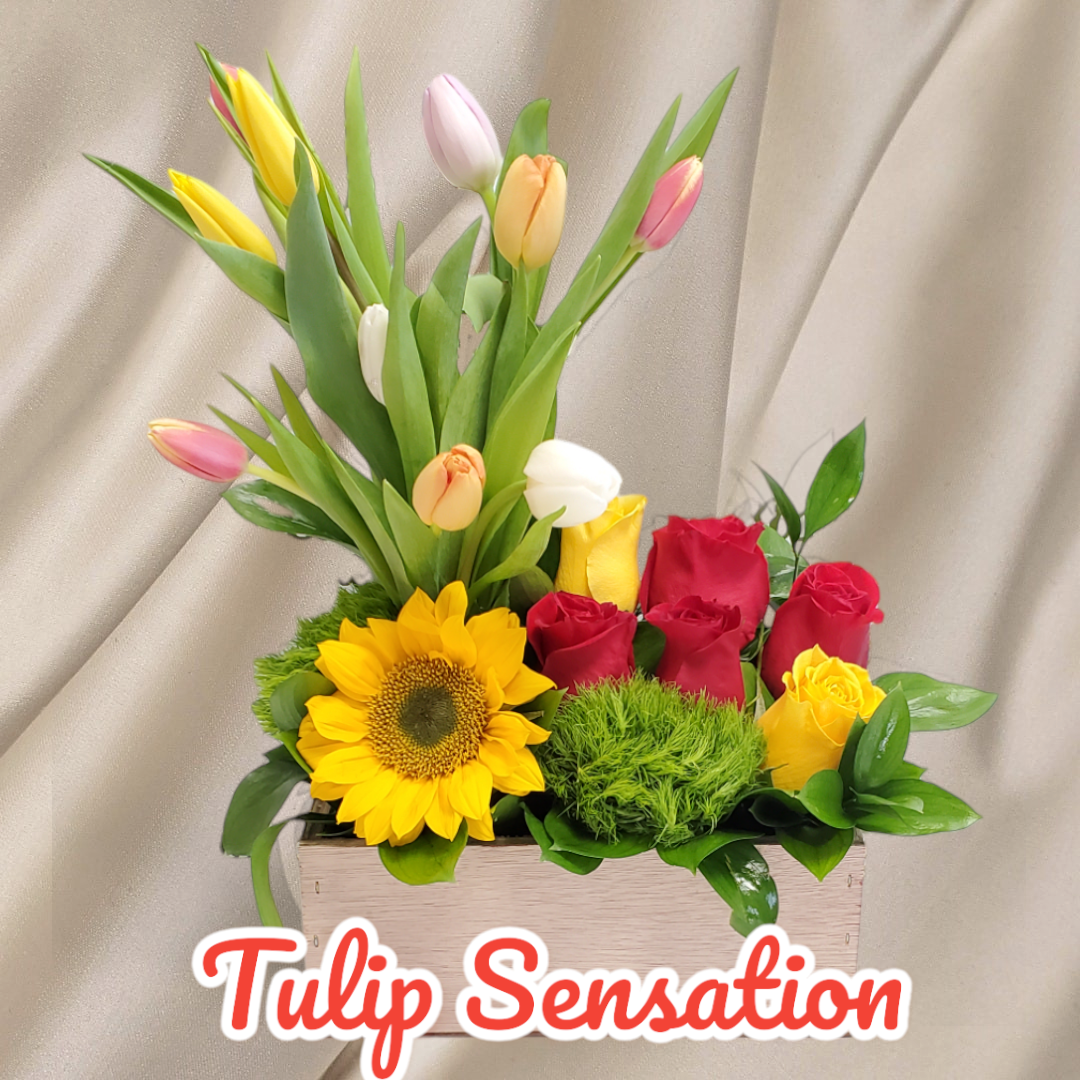 Tulip Sensation